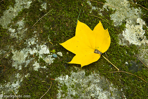 Great Smoky Mountains National Park: Thirty Years of American Landscapes