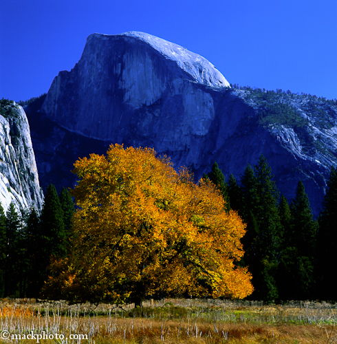 Half Dome & Fall Tree