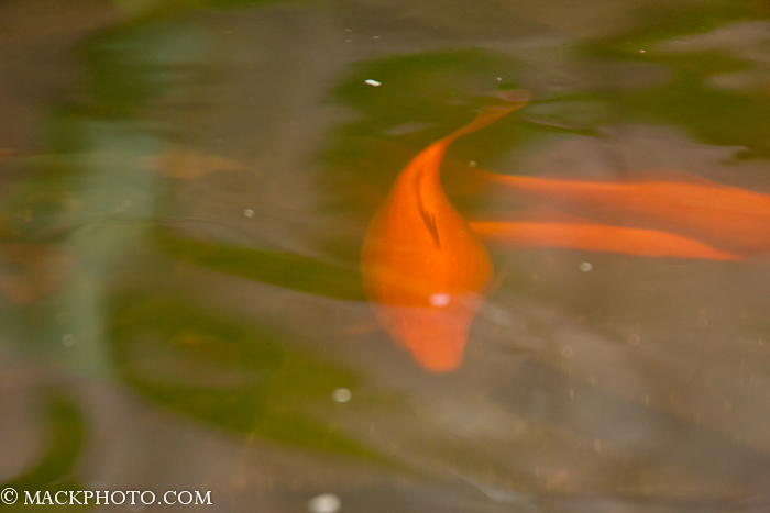 Pond 20111018-0253