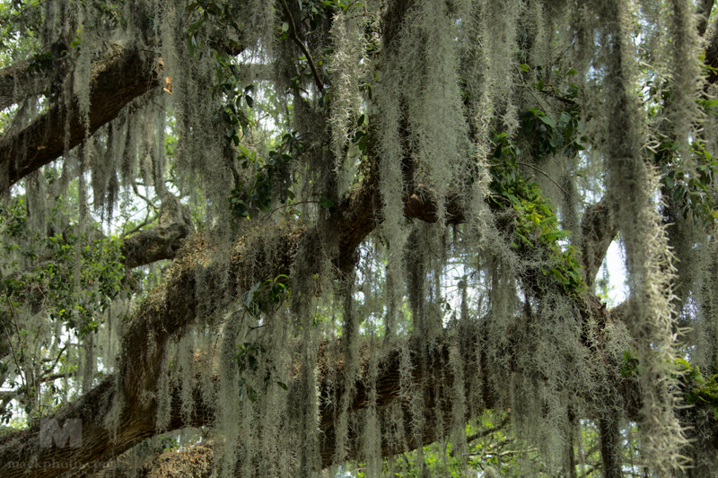 Savannah, Georgia